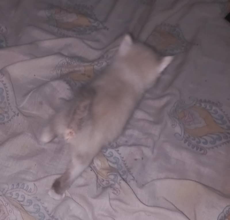 Persian cat 6