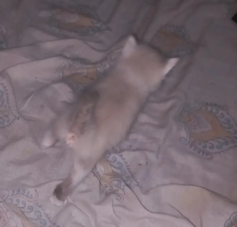 Persian cat — photo 7