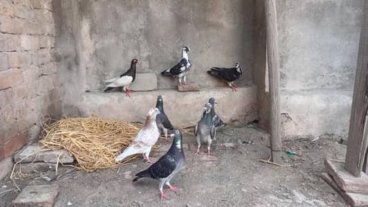 lathay pigeons