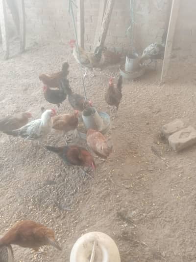 for sale