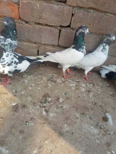 11 kabotar for sale 03105074582