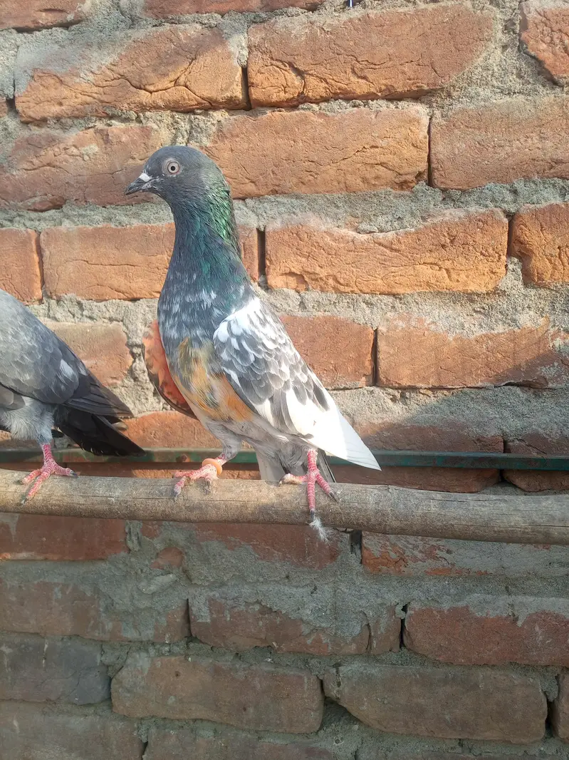 11 kabotar for sale 03105074582 — photo 3