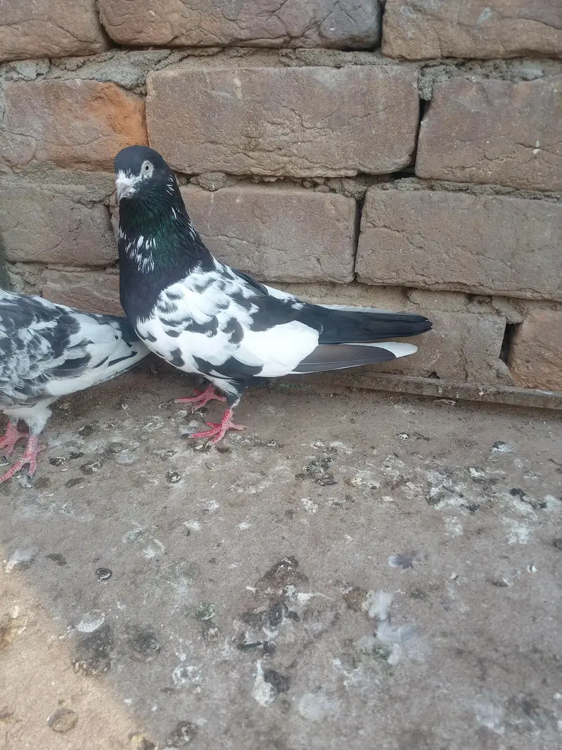 11 kabotar for sale 03105074582 — photo 4