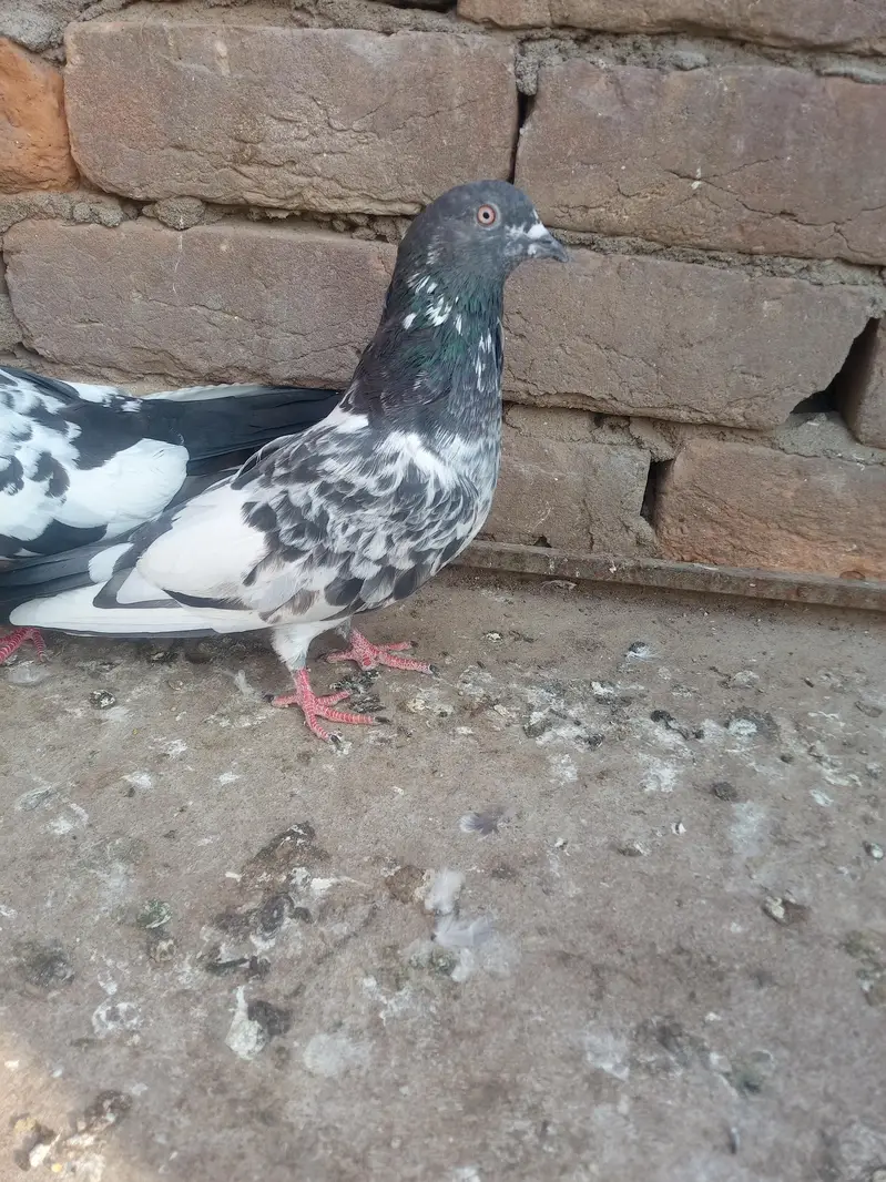 11 kabotar for sale 03105074582 — photo 5