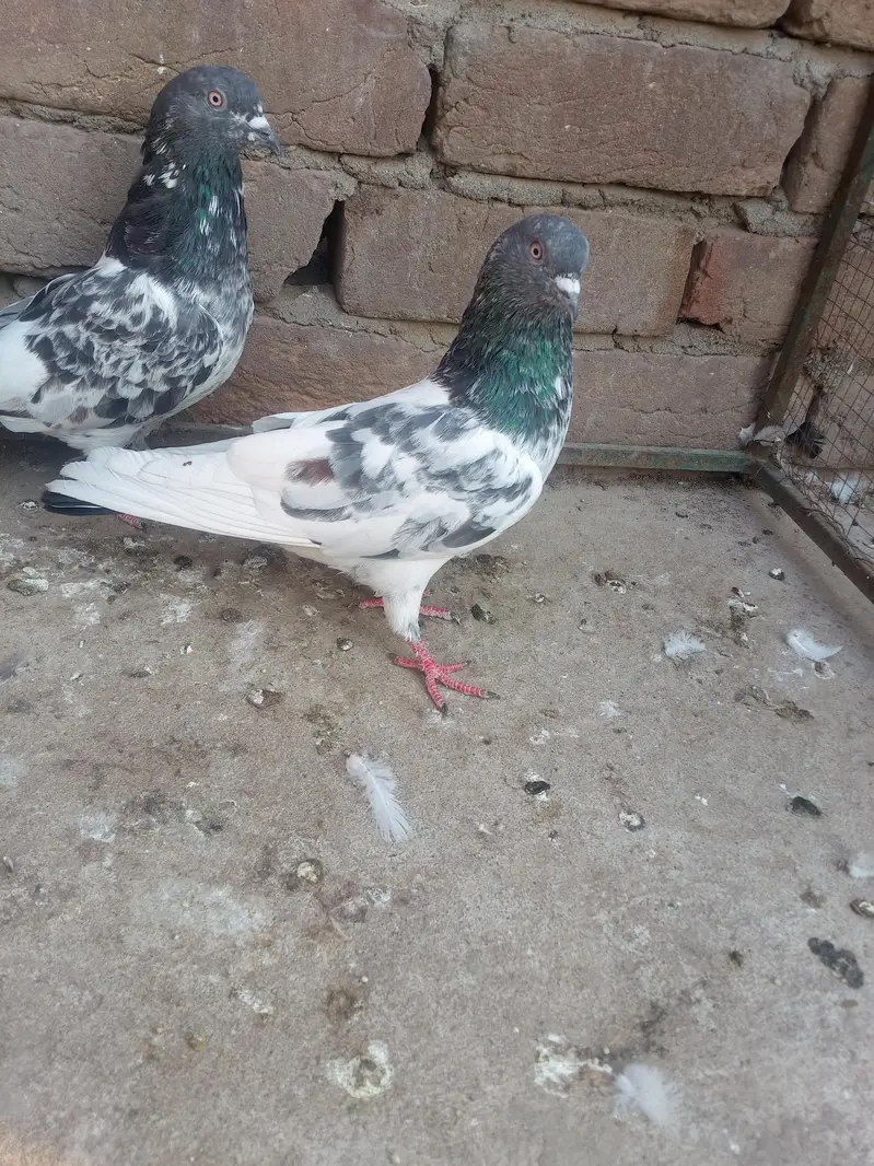 11 kabotar for sale 03105074582 — photo 7
