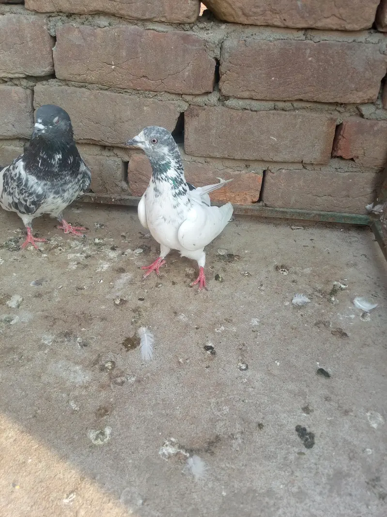 11 kabotar for sale 03105074582 — photo 8