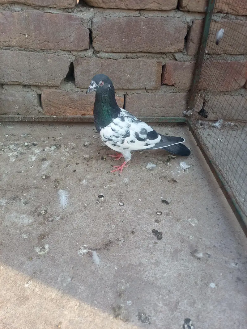 11 kabotar for sale 03105074582 — photo 9