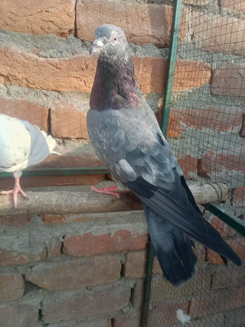 11 kabotar for sale 03105074582 — photo 10
