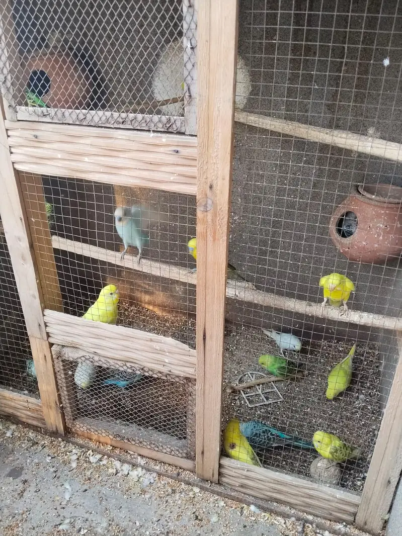 mixed bird O300,66,589l4 — photo 3