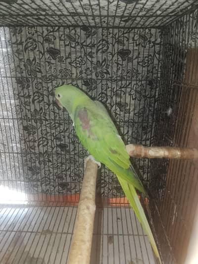 Raw parrot for sale