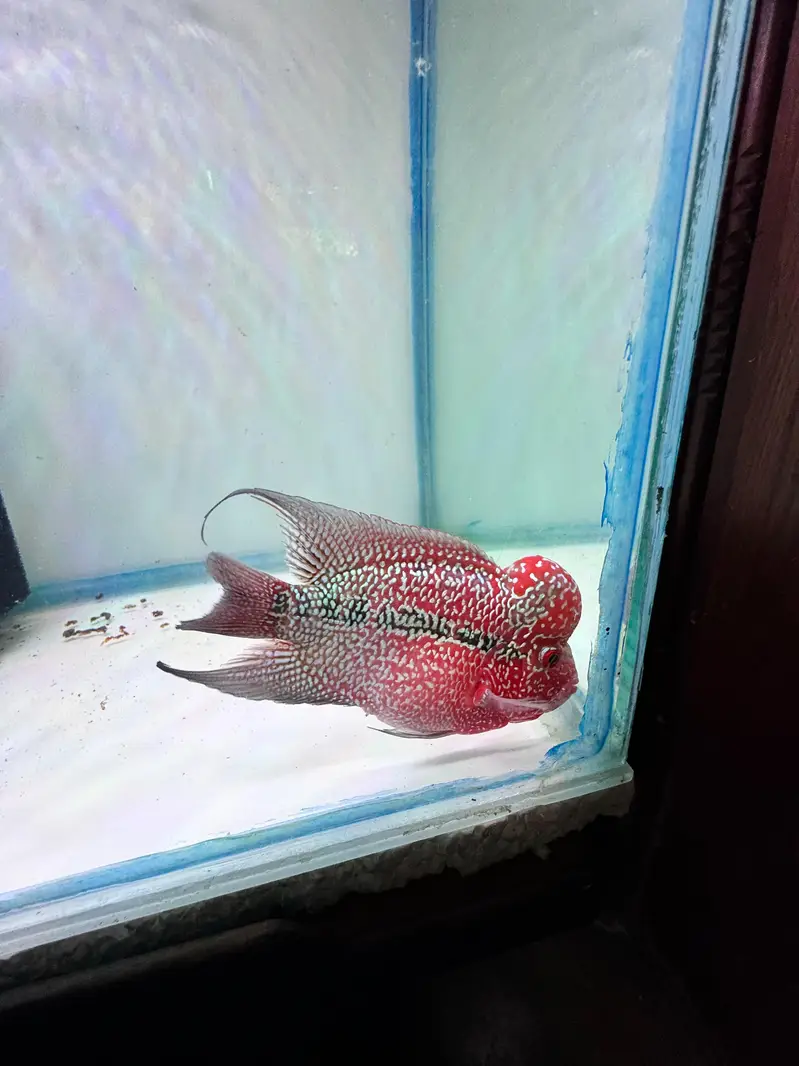 srd A grade bubble head — photo 5