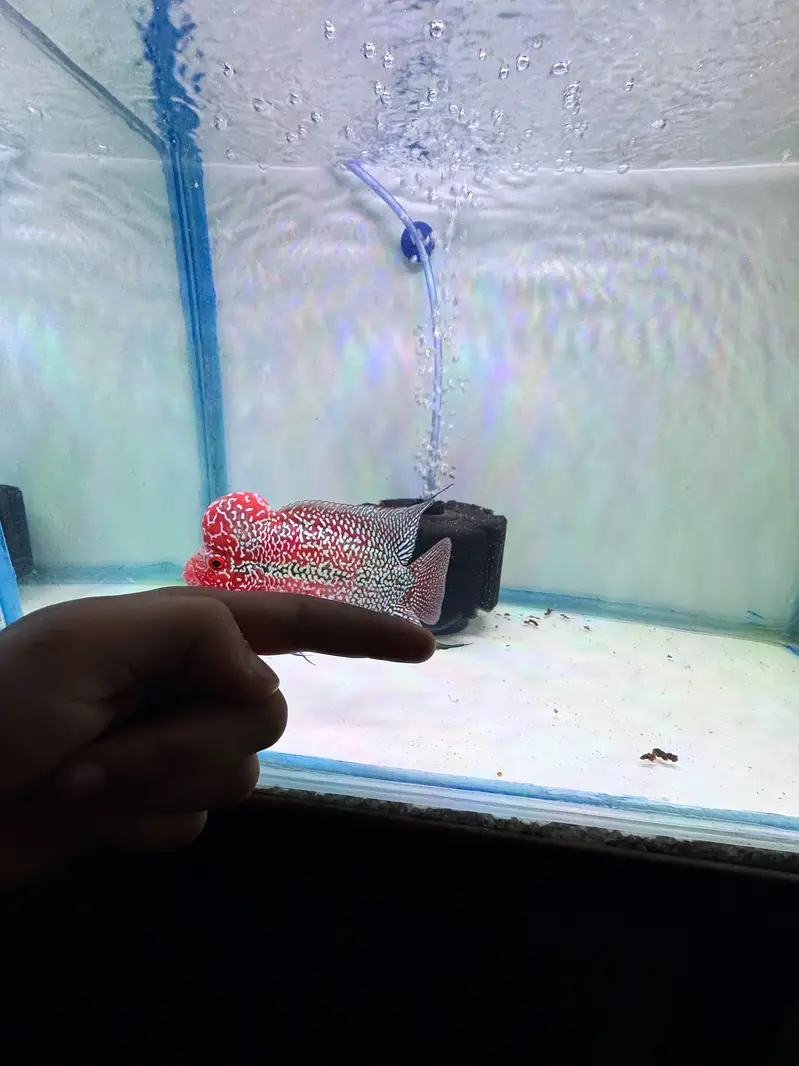 srd A grade bubble head — photo 10