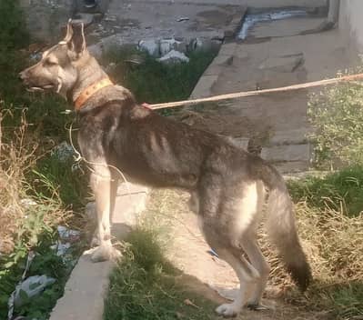 dog for sale