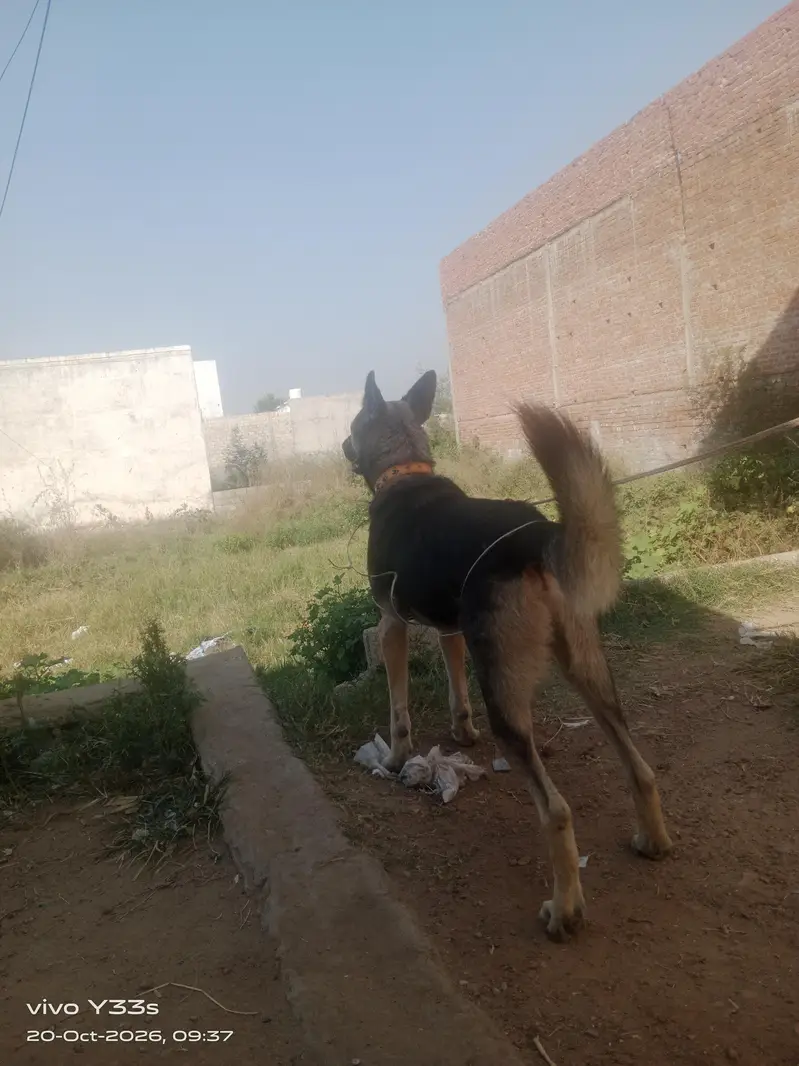 dog for sale — photo 2