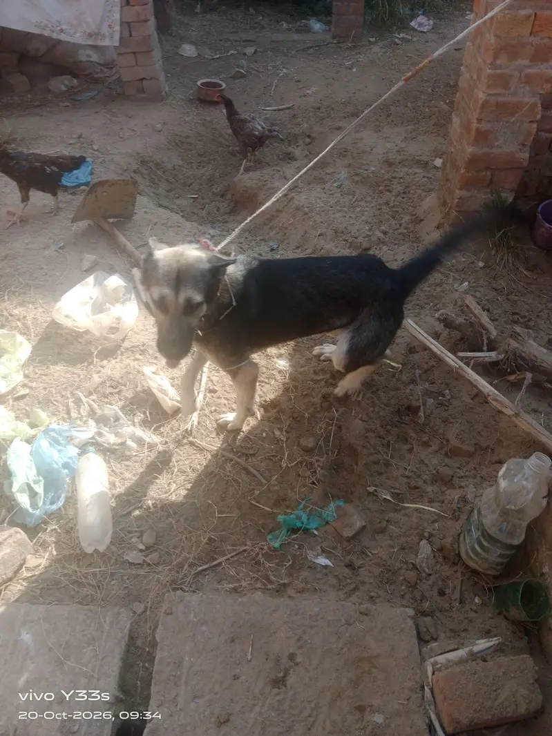 dog for sale — photo 3
