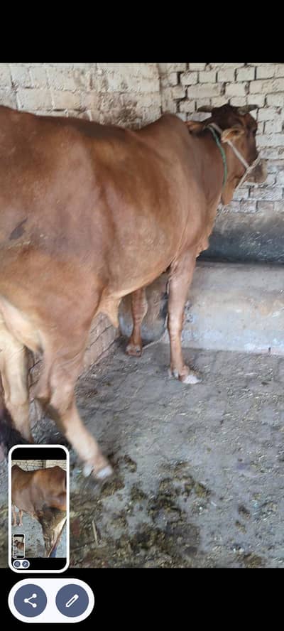 Desi cow milk 6kg