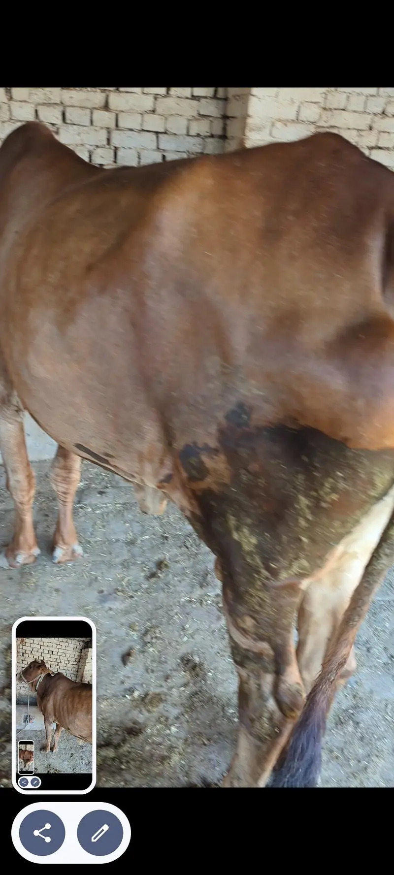 Desi cow milk 6kg — photo 2