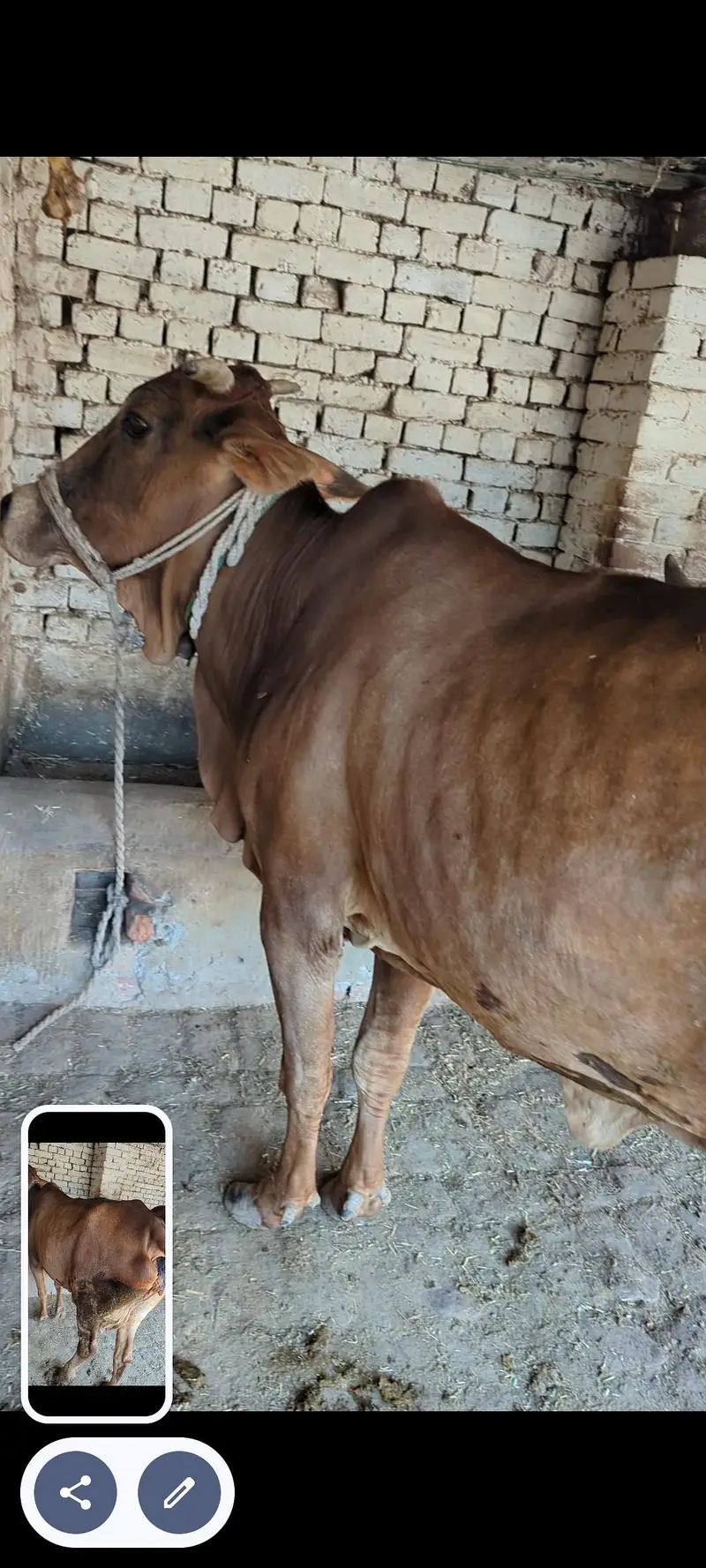 Desi cow milk 6kg — photo 3