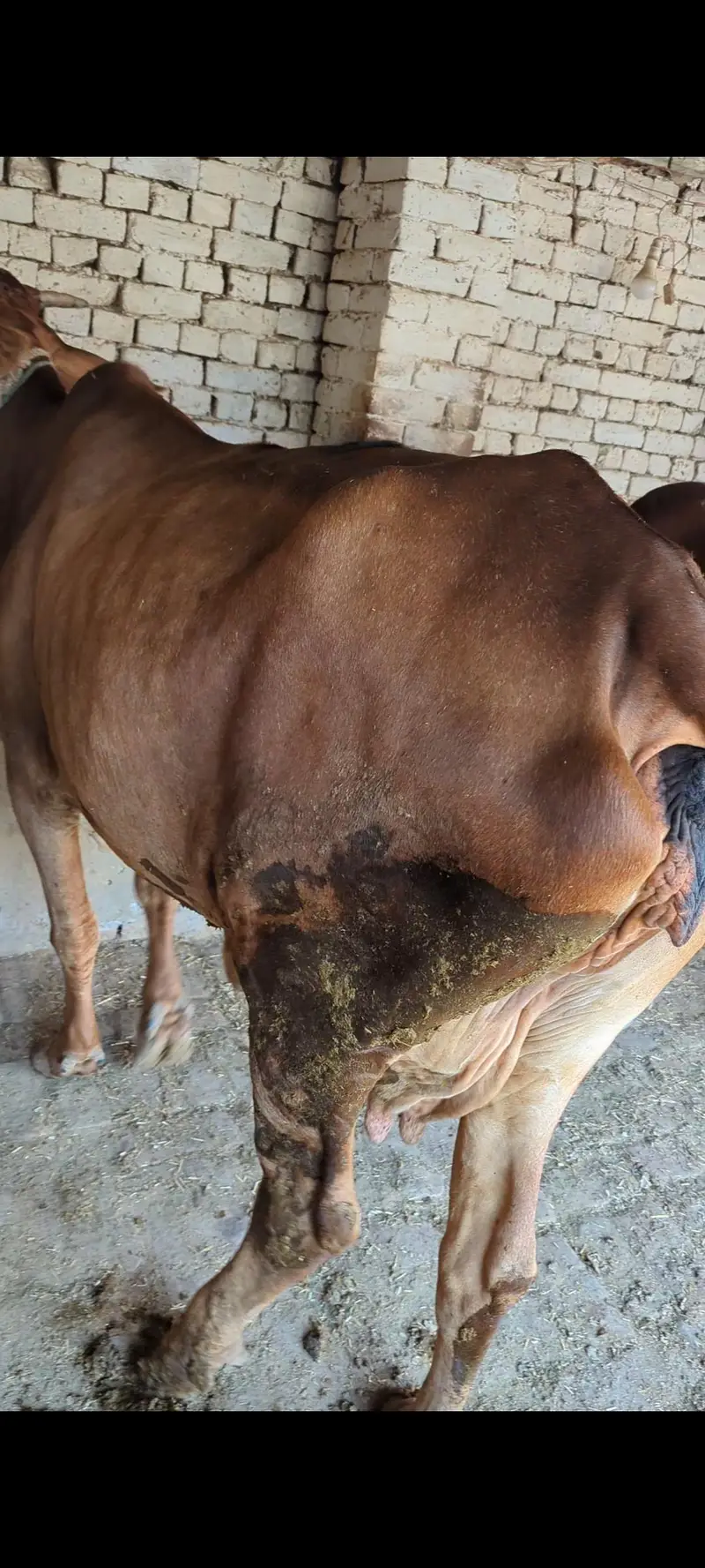 Desi cow milk 6kg — photo 4