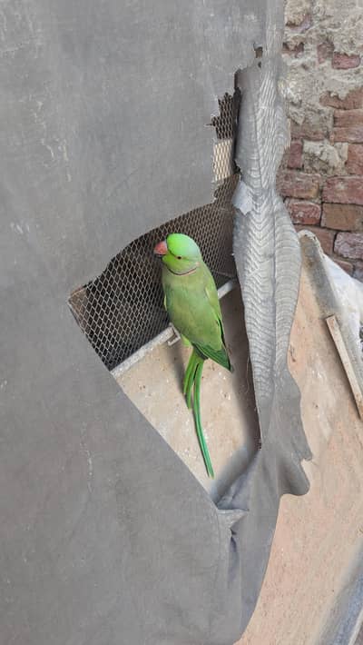 Green Tota For sale serious buyers contact