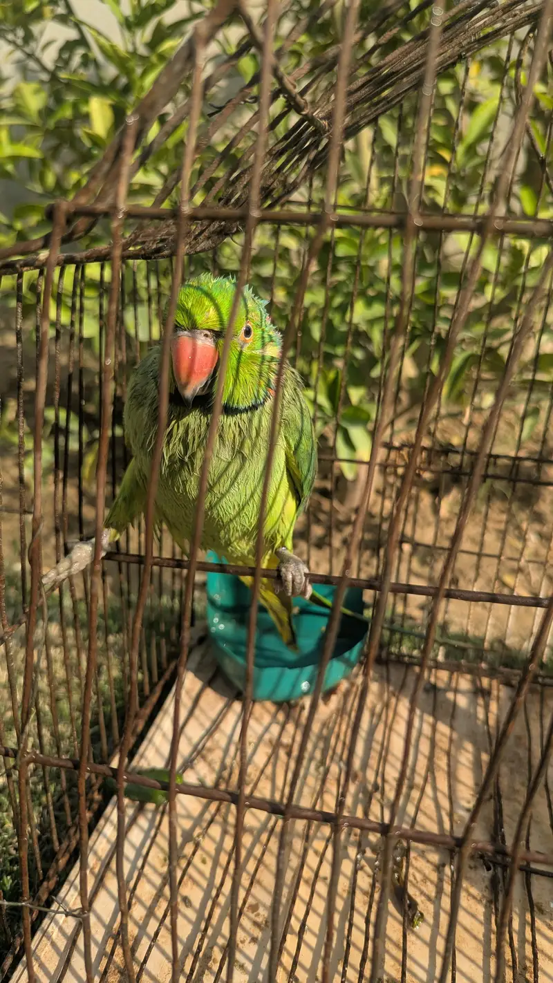 Green Tota For sale serious buyers contact — photo 2