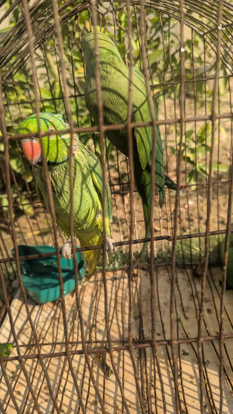 Green Tota For sale serious buyers contact — photo 3
