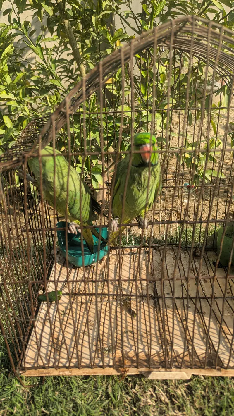 Green Tota For sale serious buyers contact — photo 4