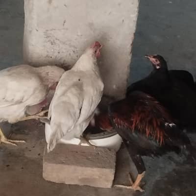 hen sealing