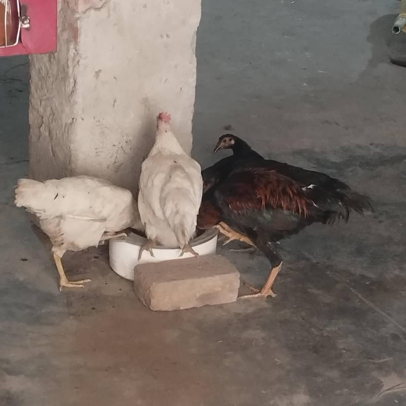hen sealing 1