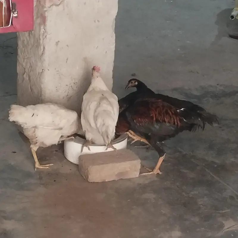 hen sealing — photo 2