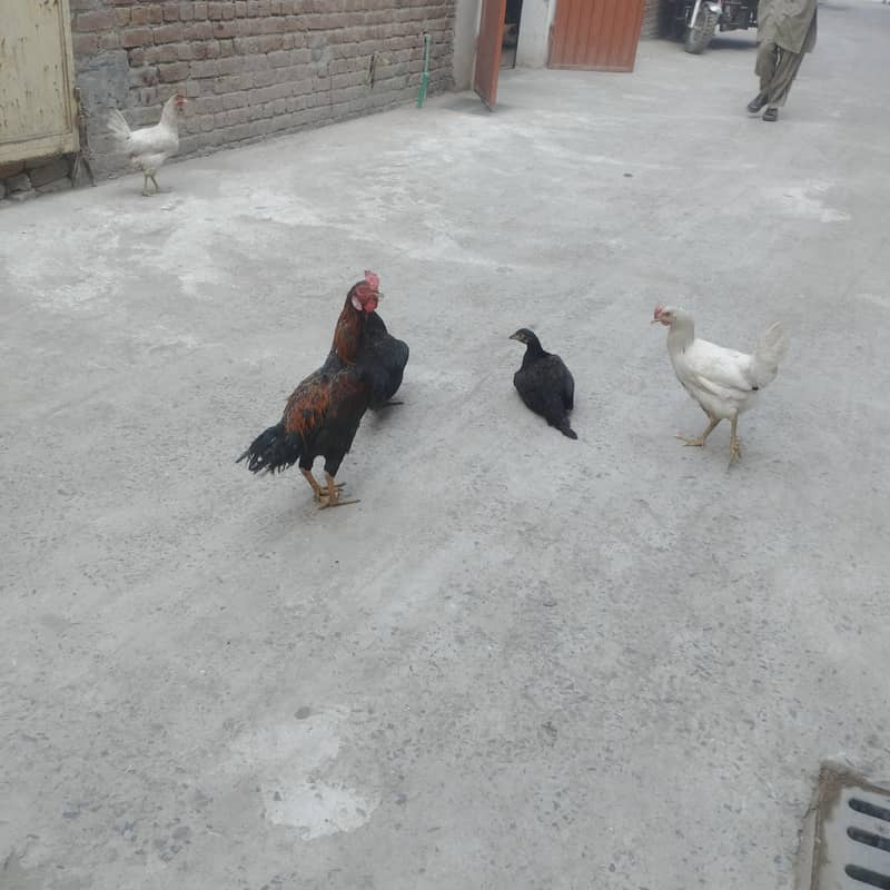 hen sealing 2