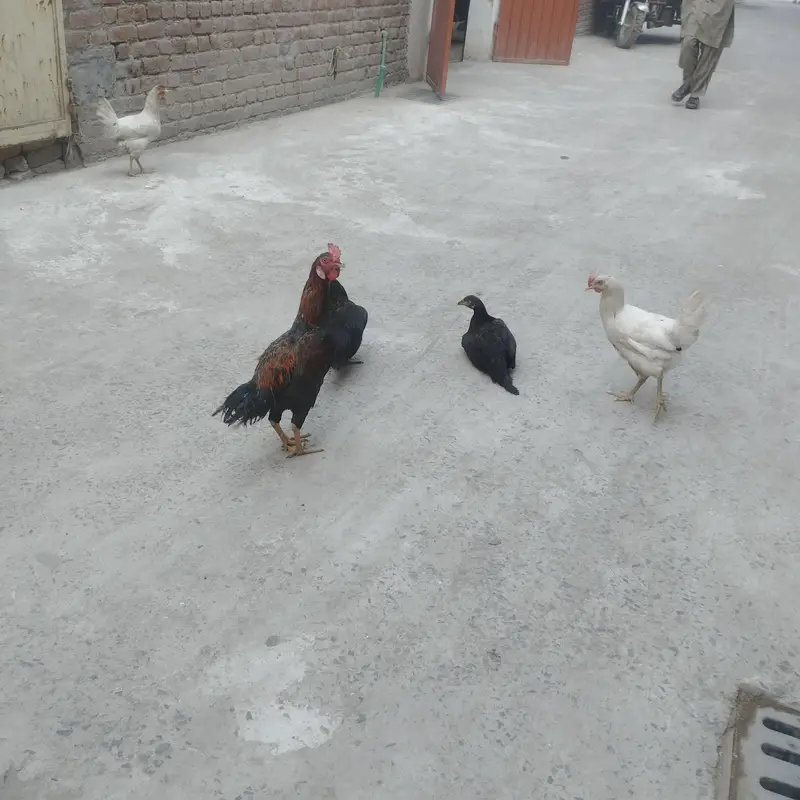 hen sealing — photo 3