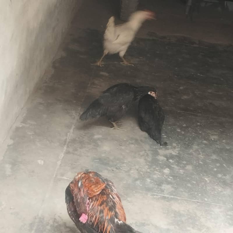 hen sealing 3