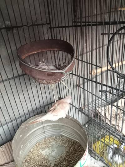 2 Pairs dove with chicks