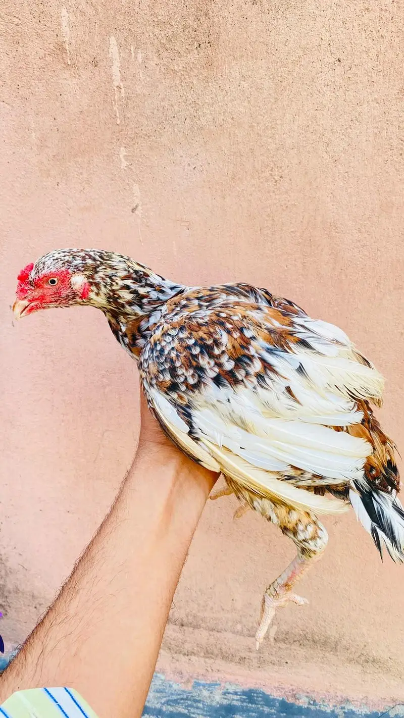 pure Aseel birds Are Avaiable — photo 5