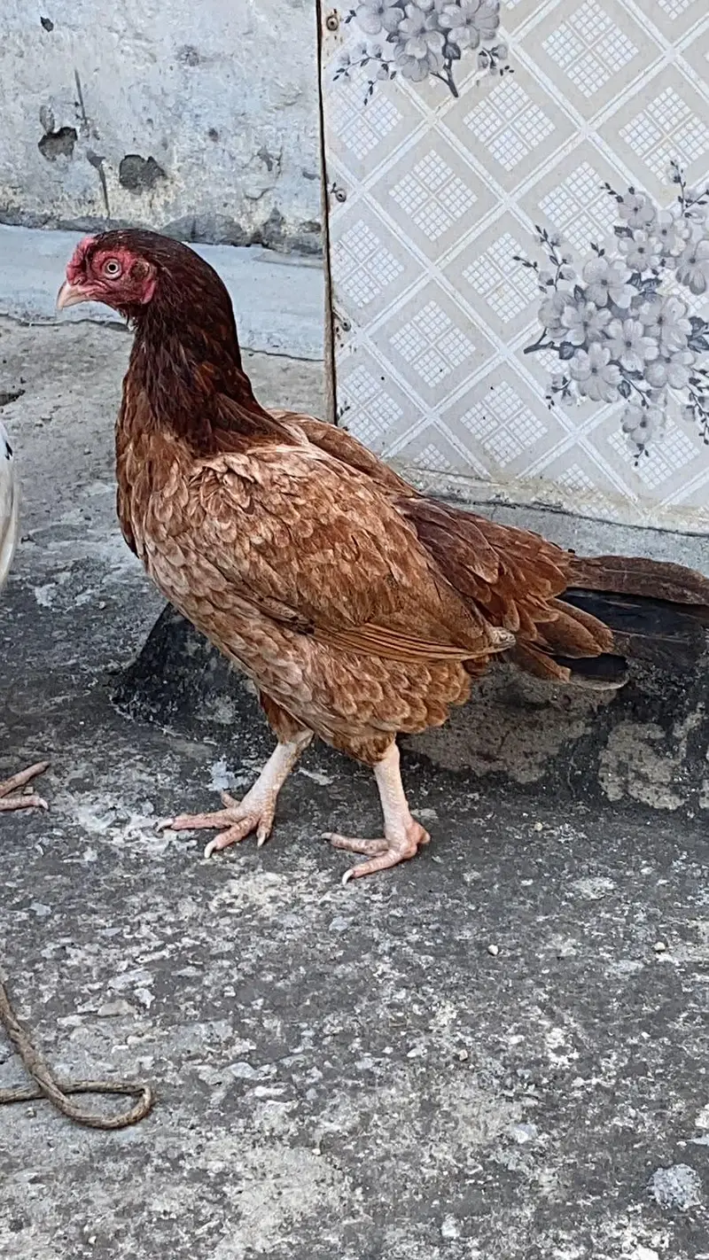 pure Aseel birds Are Avaiable — photo 6