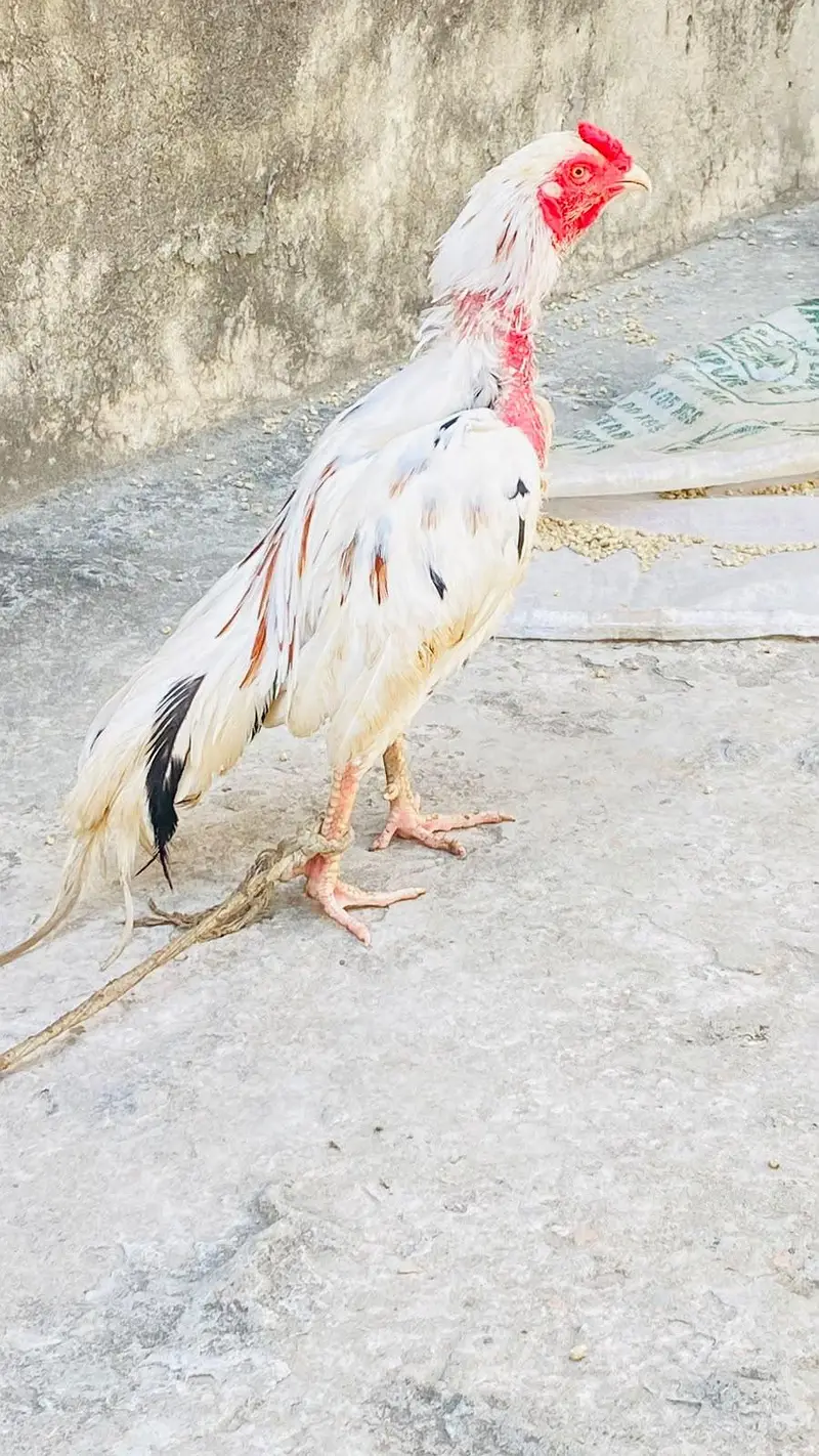 pure Aseel birds Are Avaiable — photo 7