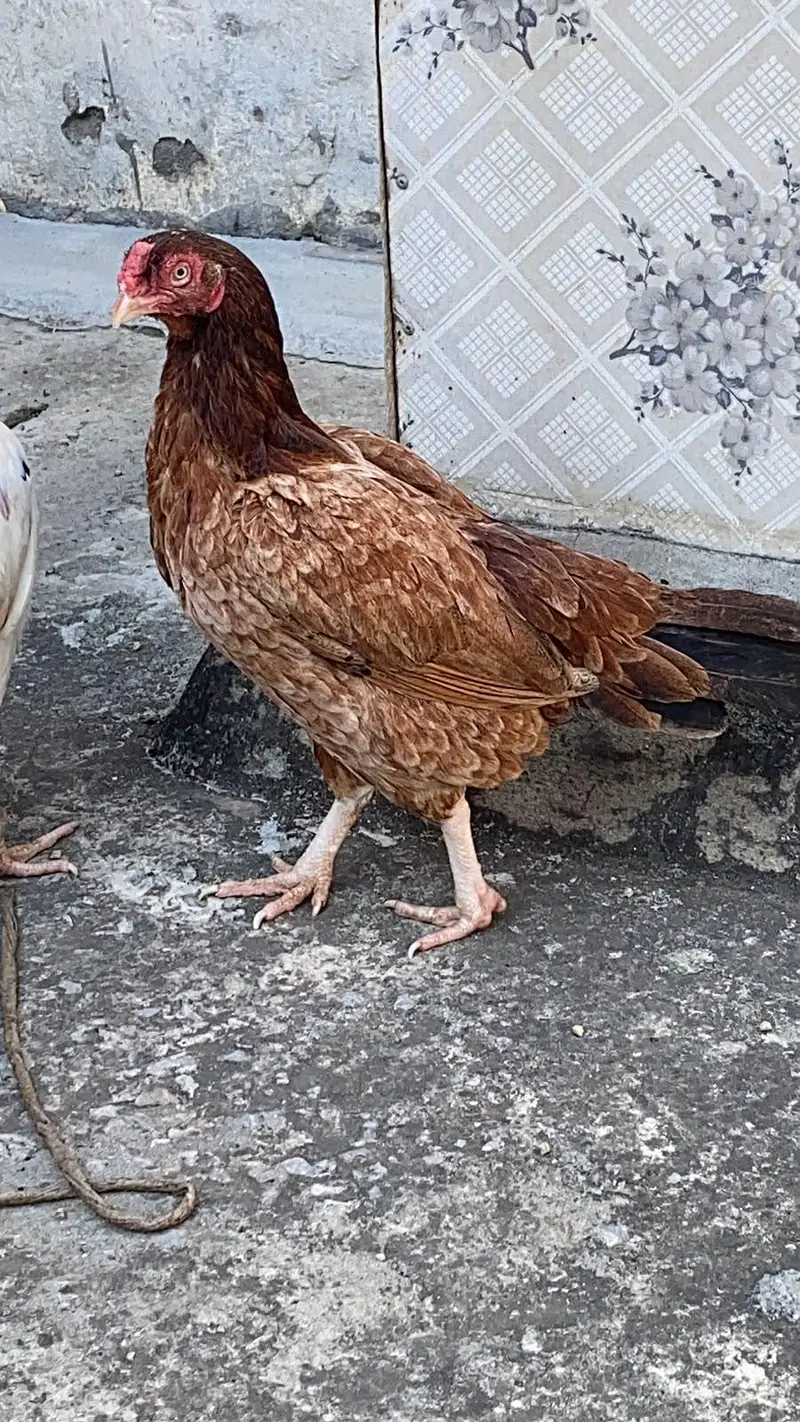 pure Aseel birds Are Avaiable — photo 9