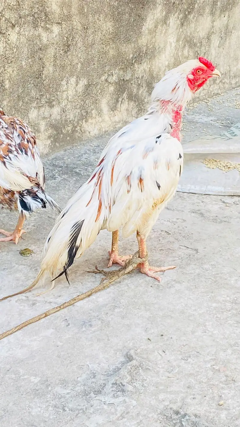 pure Aseel birds Are Avaiable — photo 10
