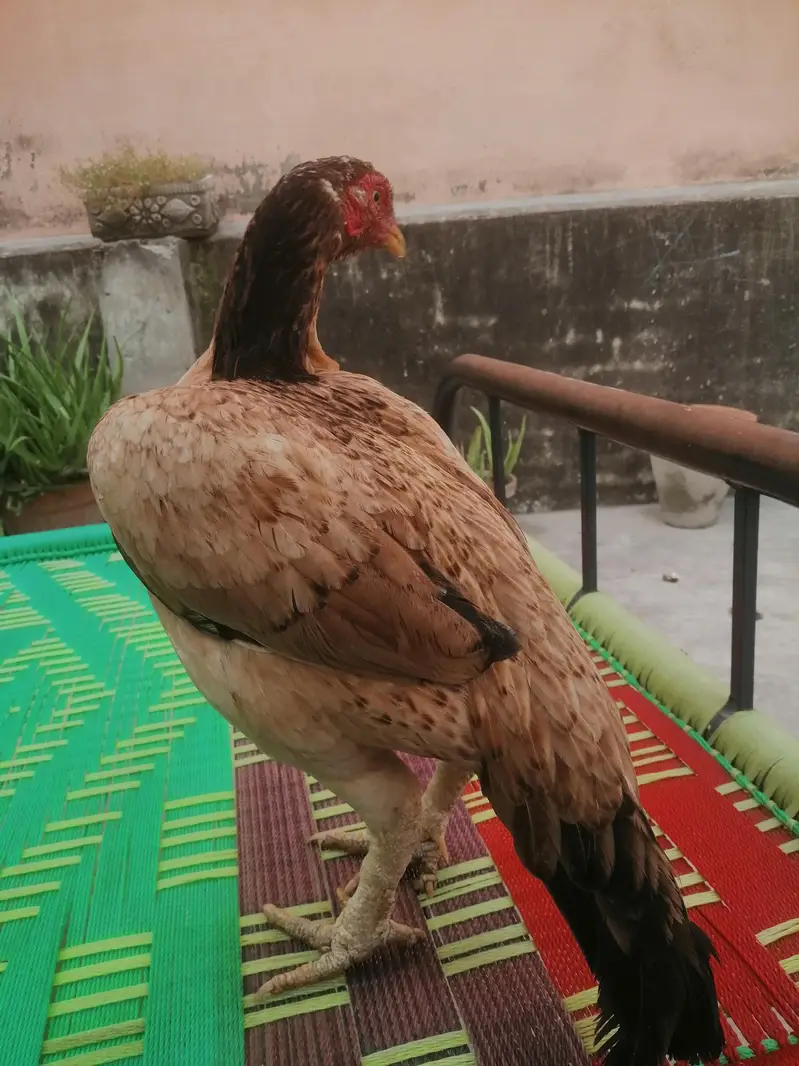 pure Aseel birds Are Avaiable — photo 11