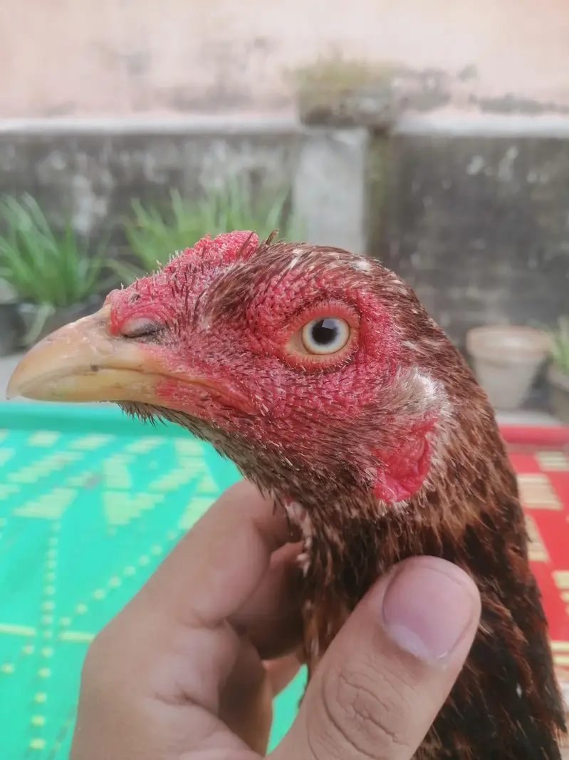 pure Aseel birds Are Avaiable — photo 12