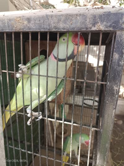 Raw Breeding Pair with 2 Box and Cage