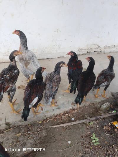 miawali pathy pathia and female saletti for sale
