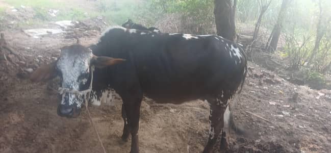 cholistan+ sahiwal+ frezian cross wachi
