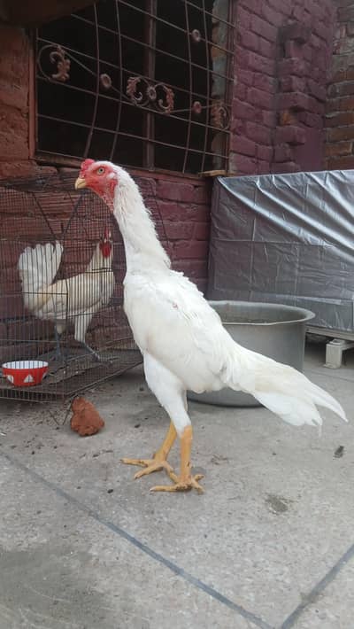 Very high quality pure white O shamo for sale