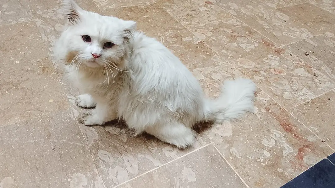 Persian cats — photo 2