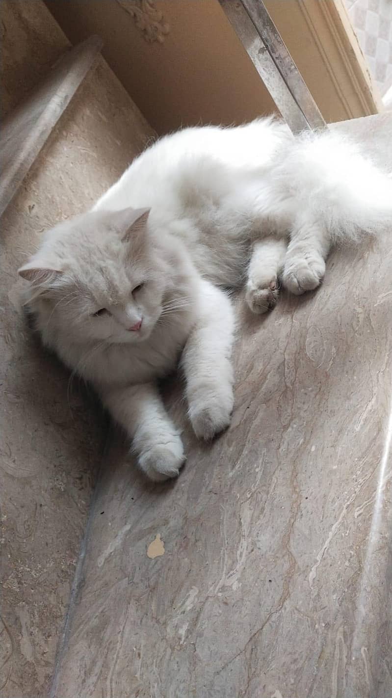 Persian cats 2