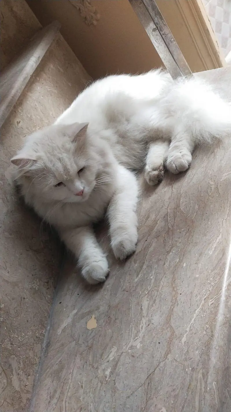 Persian cats — photo 3