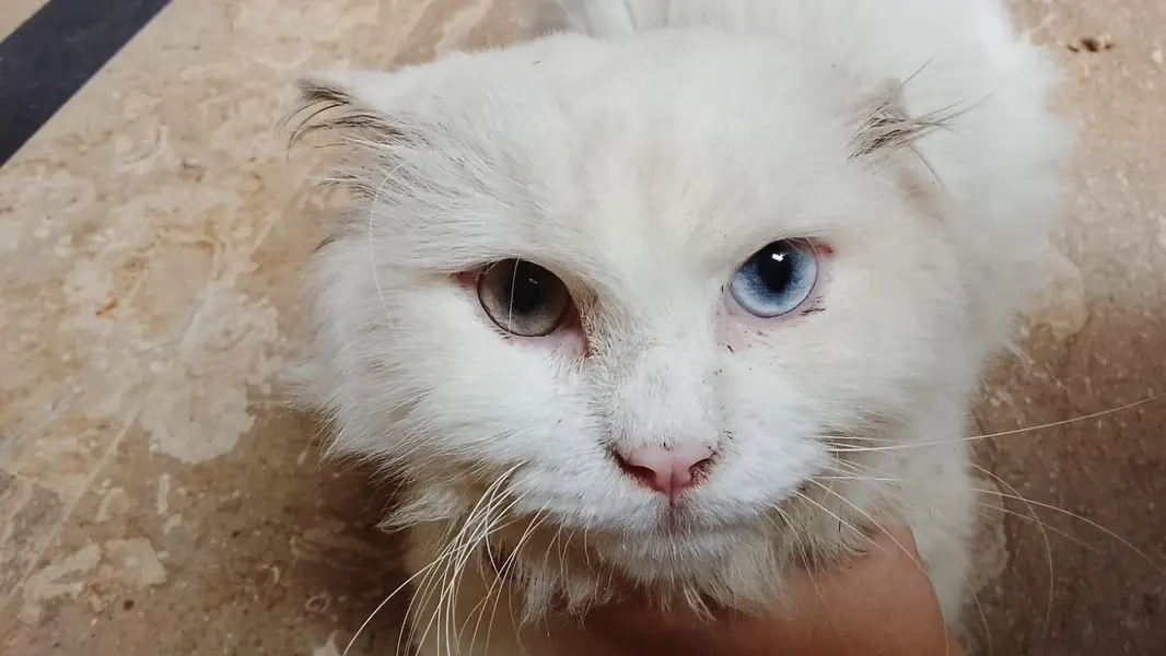Persian cats — photo 4