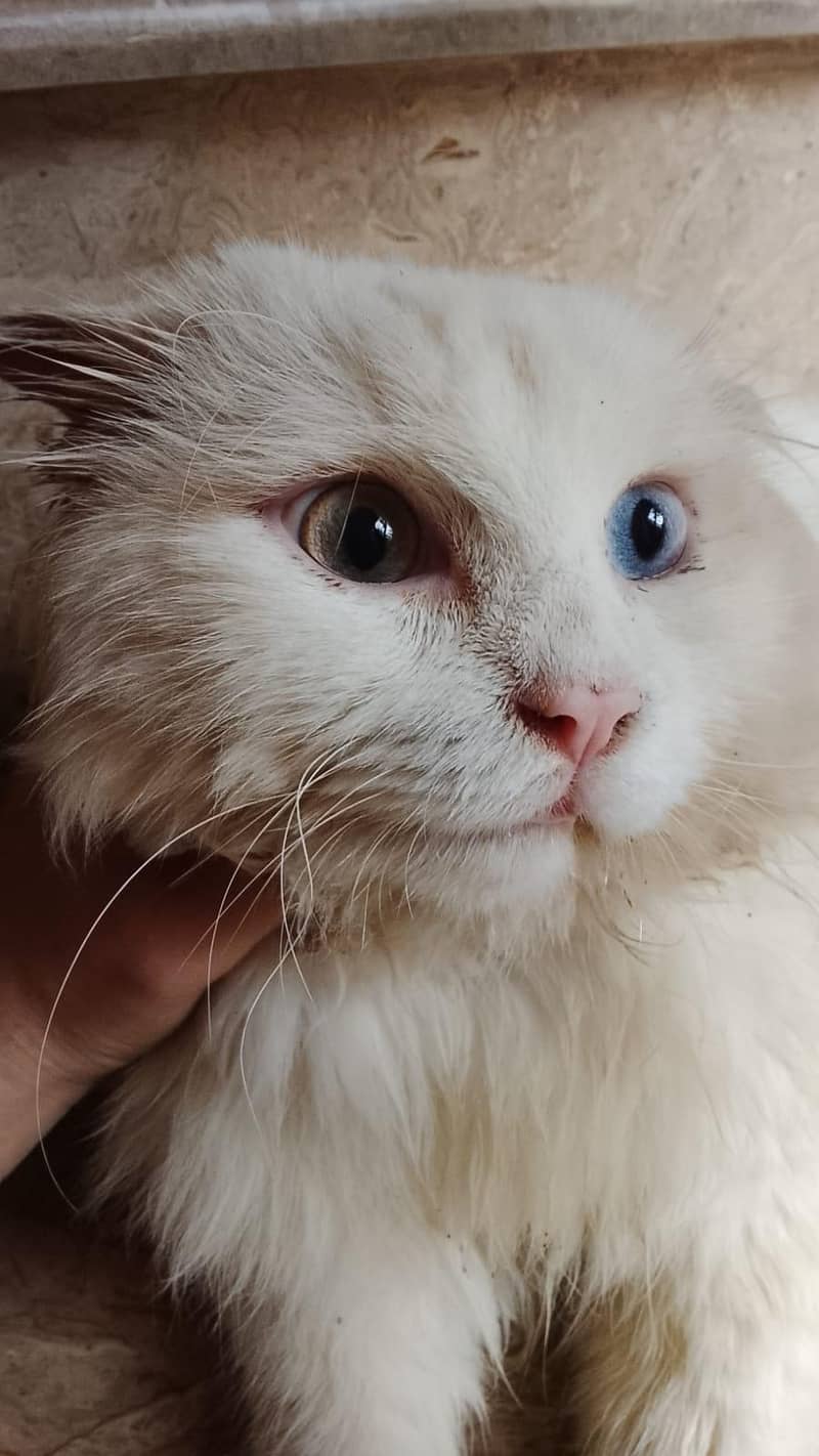 Persian cats 4